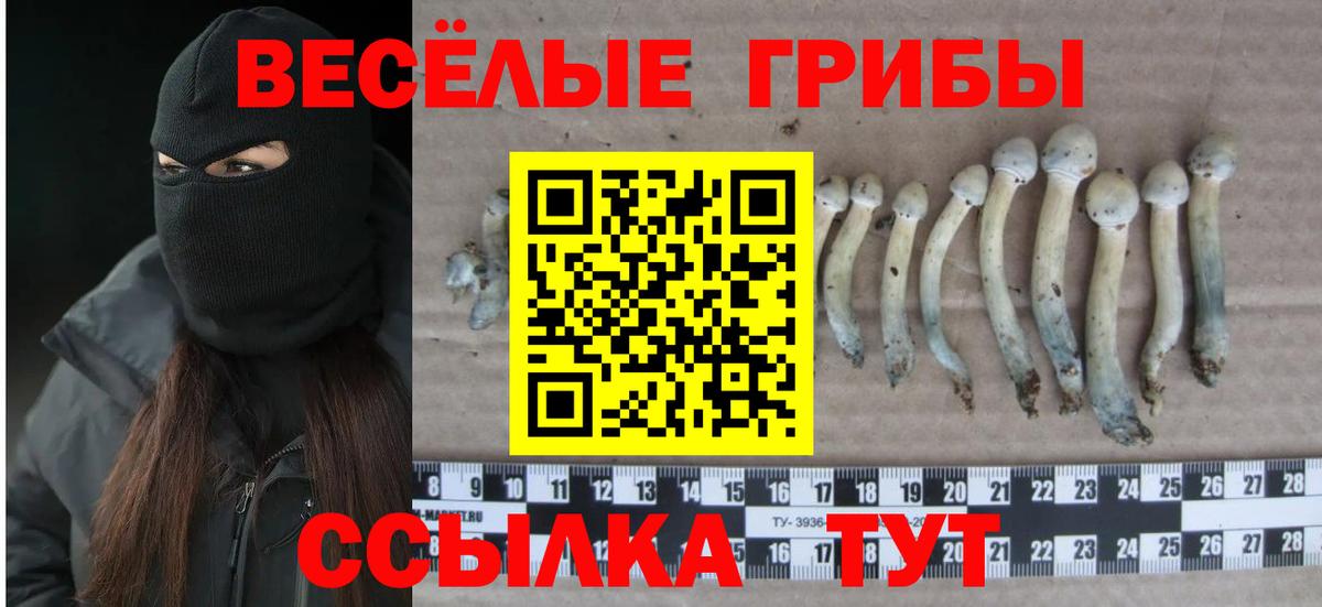 Псилоцибиновые грибы GOLDEN TEACHER  Вход с VPN  Саянск  Псилоцибиновые грибы GOLDEN TEACHER 