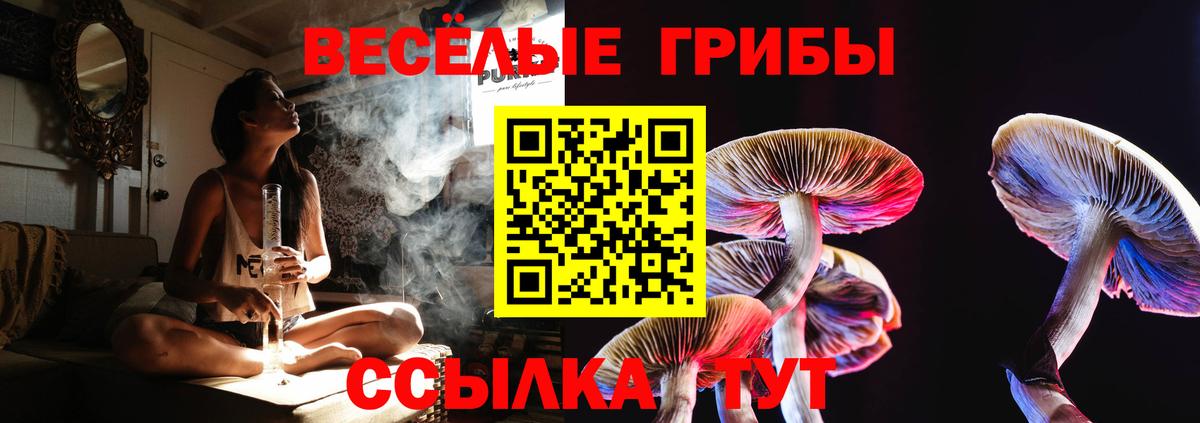 Галлюциногенные грибы Psilocybe Саянск